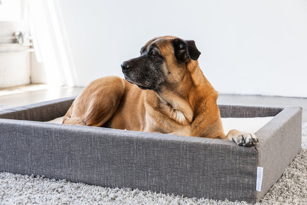 MOLECULE Pet Bed